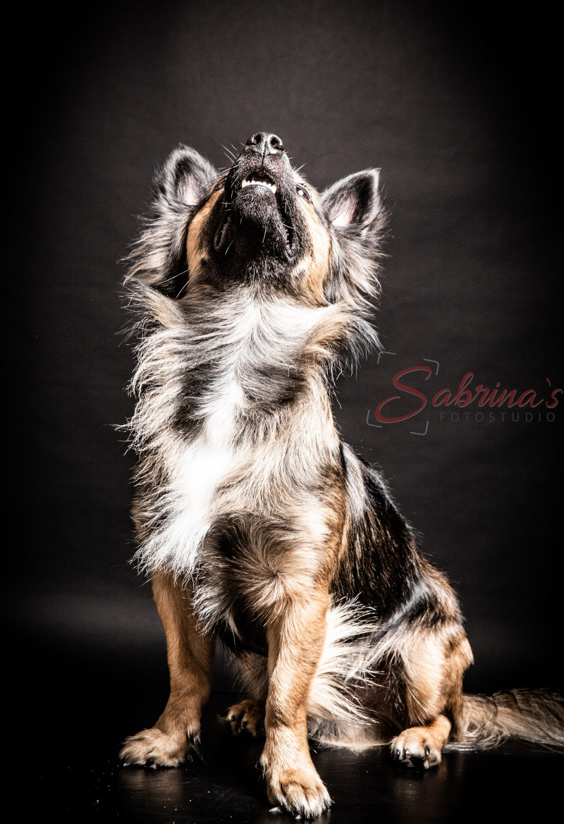 Hundeshooting - Sabrina‘s Fotostudio in Hamminkeln, zwischen Wesel und Bocholt am Niederrhein
