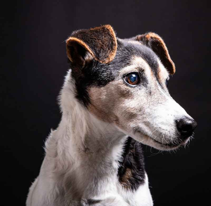 Hundeshooting Nahaufnahme - Sabrina‘s Fotostudio in Hamminkeln, zwischen Wesel und Bocholt am Niederrhein