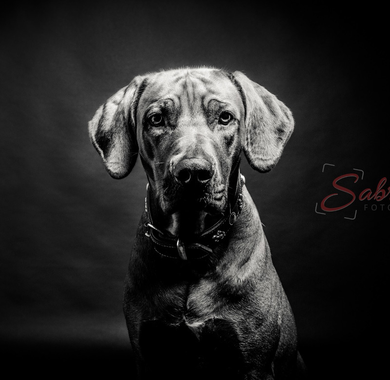 Hundeshooting schwarz weiß - Sabrina‘s Fotostudio in Hamminkeln, zwischen Wesel und Bocholt am Niederrhein